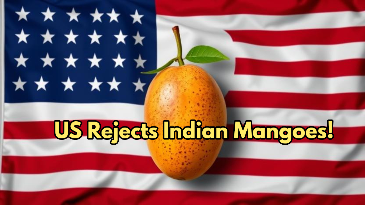 US Rejects Indian Mango Shipments...