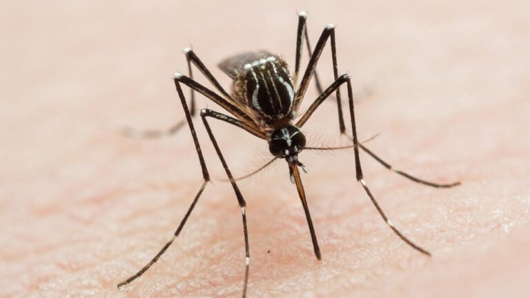 Mosquito born disease