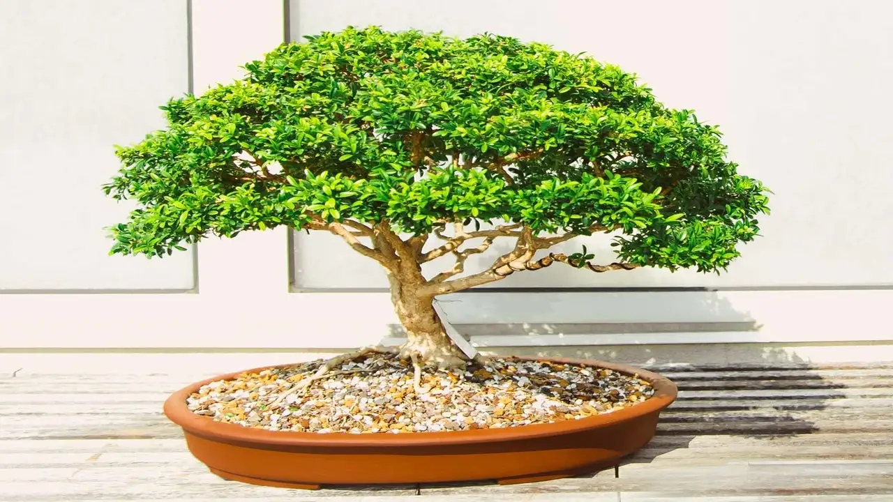 Bonsai