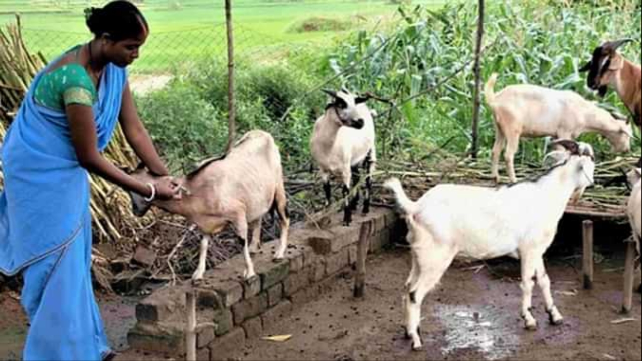 Bakri Palan Yojana Bihar 2025