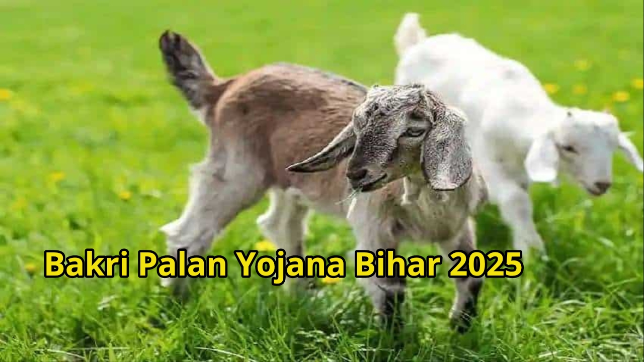 Bakri Palan Yojana Bihar 2025