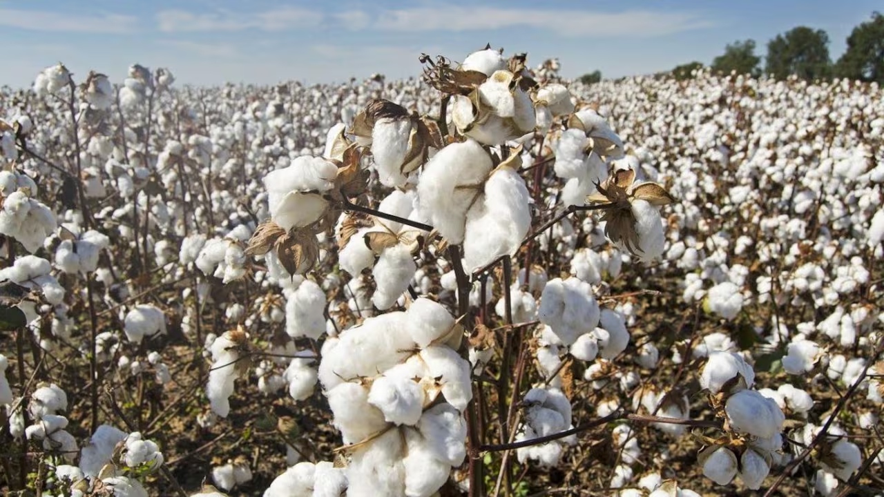 Cotton Plant