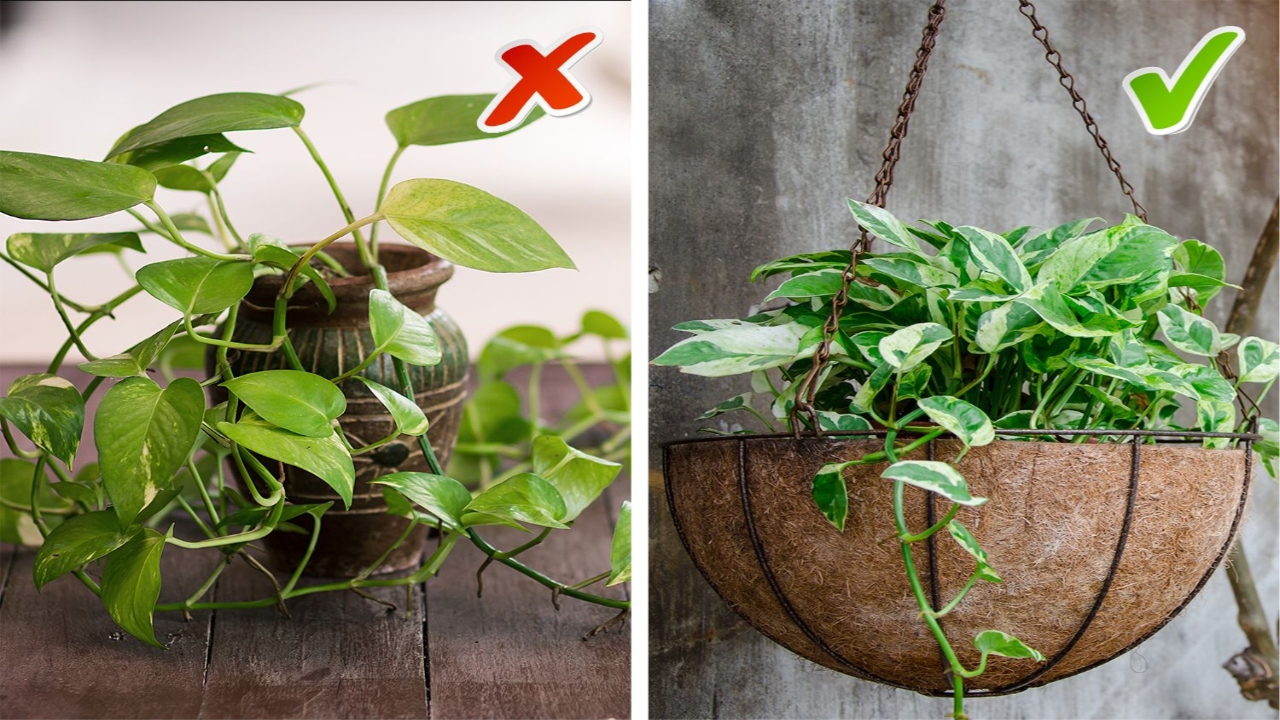 Money Plant Vastu tips 