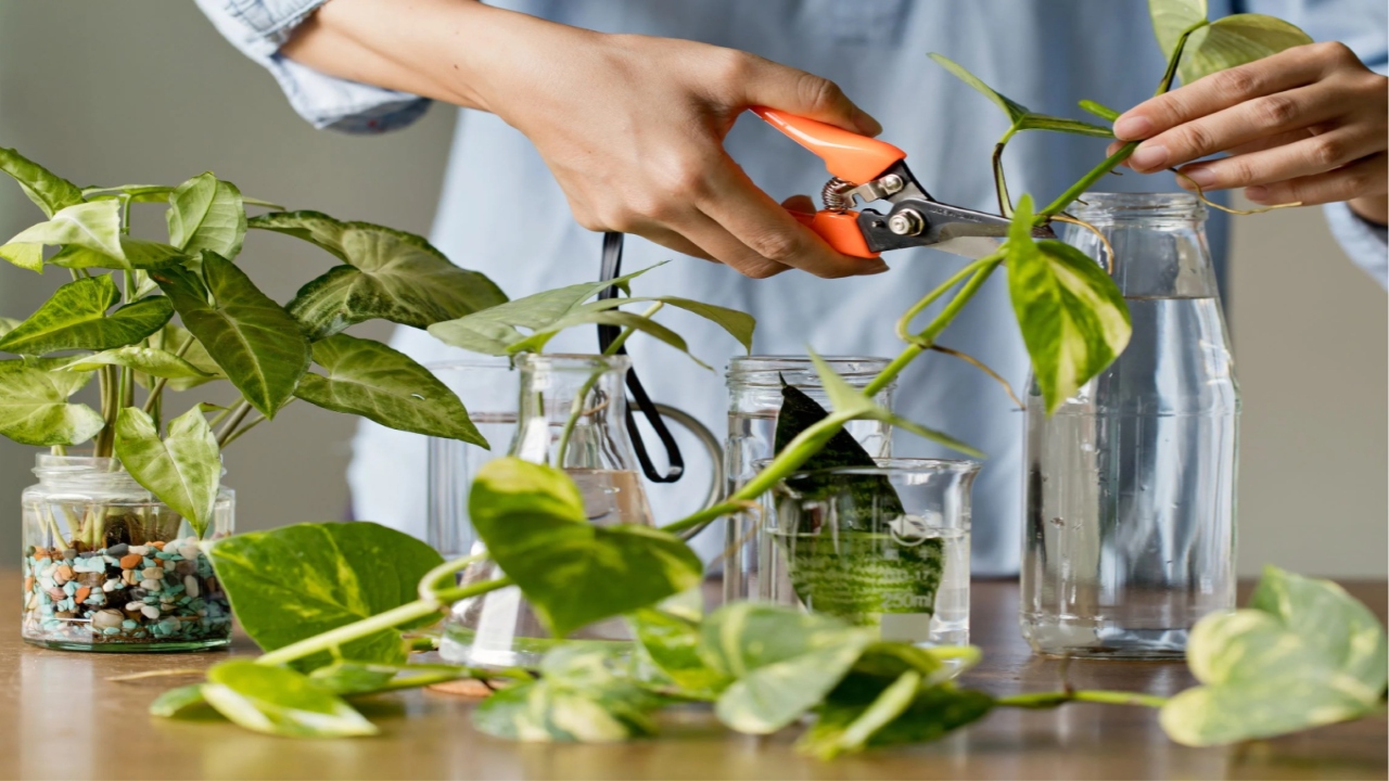 Money Plant Vastu tips 