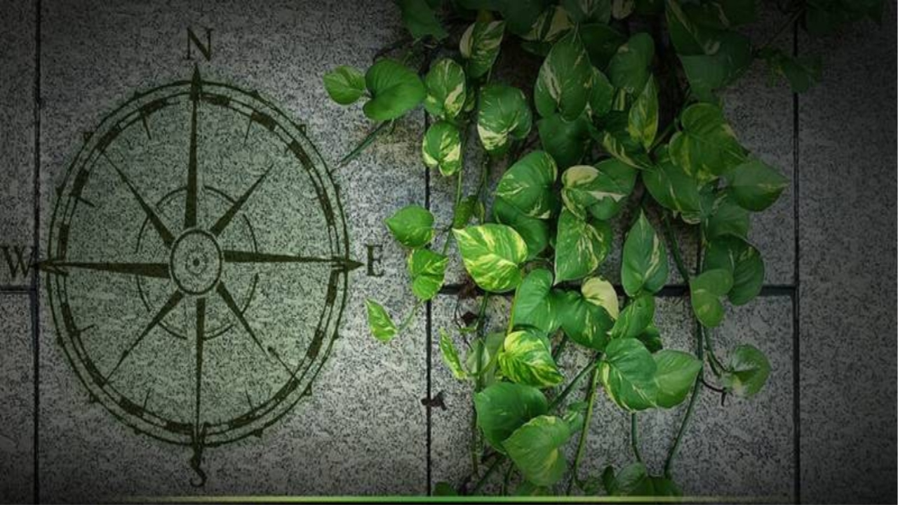 Money Plant Vastu tips 
