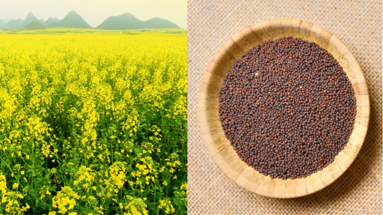 Mustard seeds rate surge 