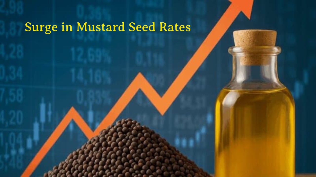 Mustard seeds rate surge