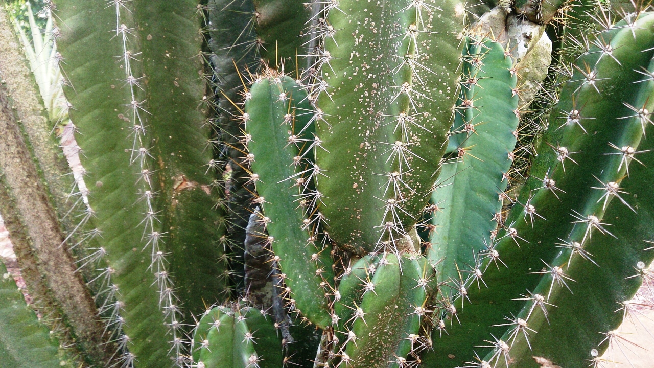 Cactus