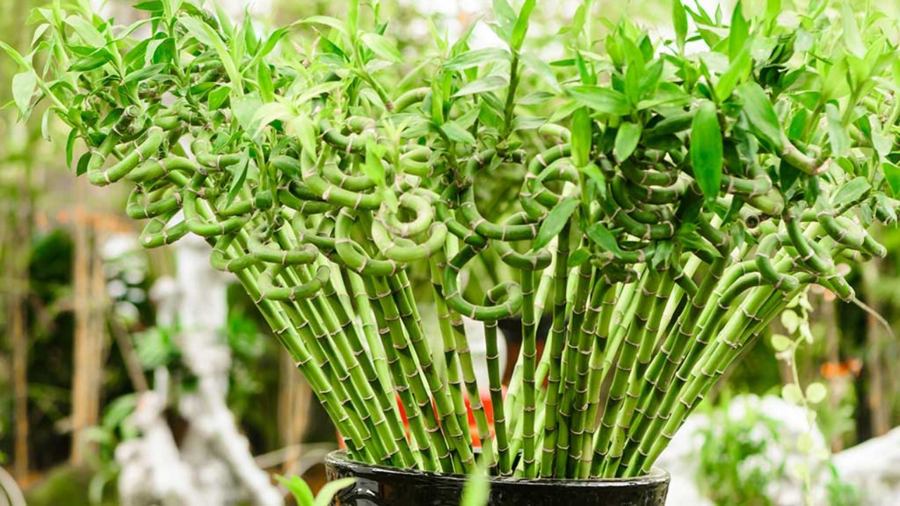 Bamboo Plant (Lucky Bamboo)