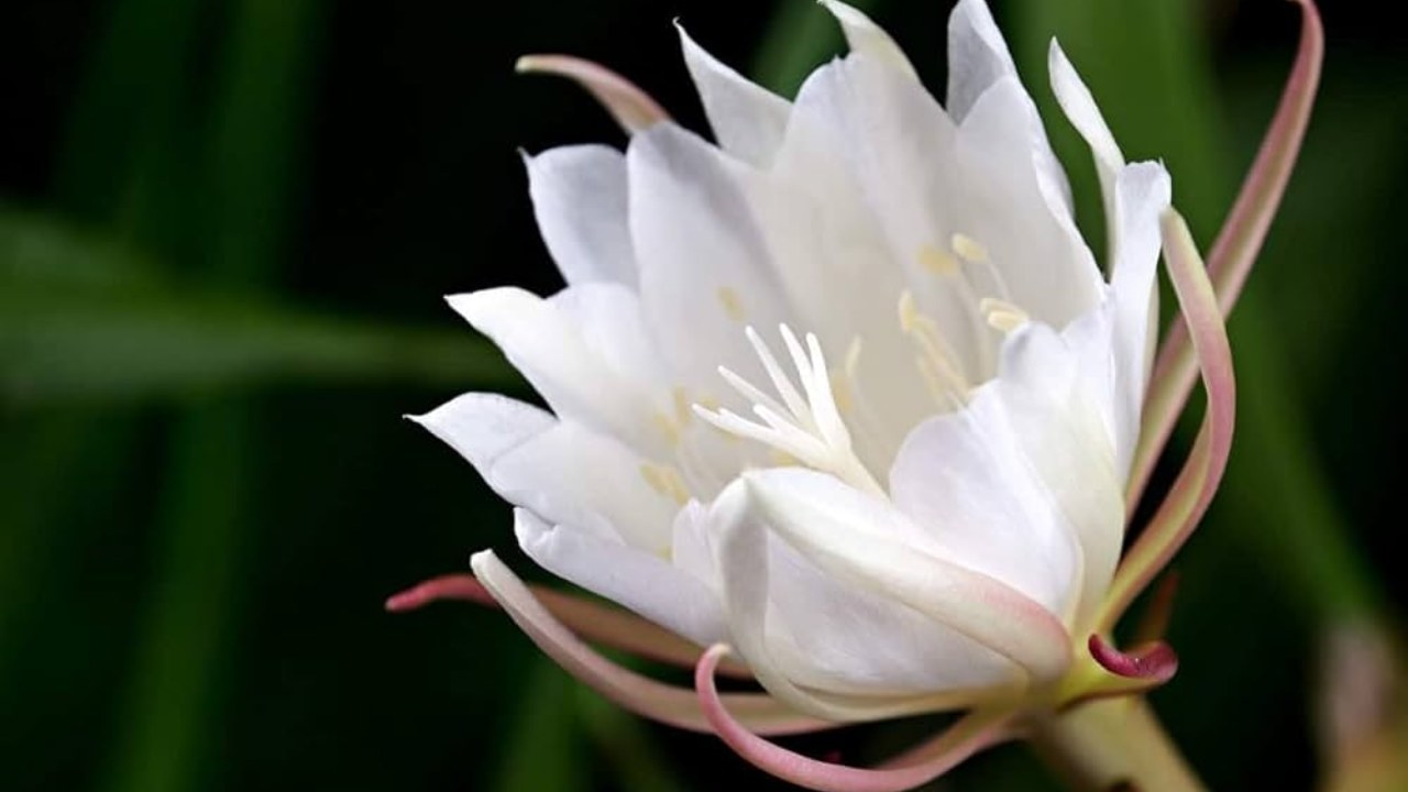 Brahmakamal (Lotus Plant)