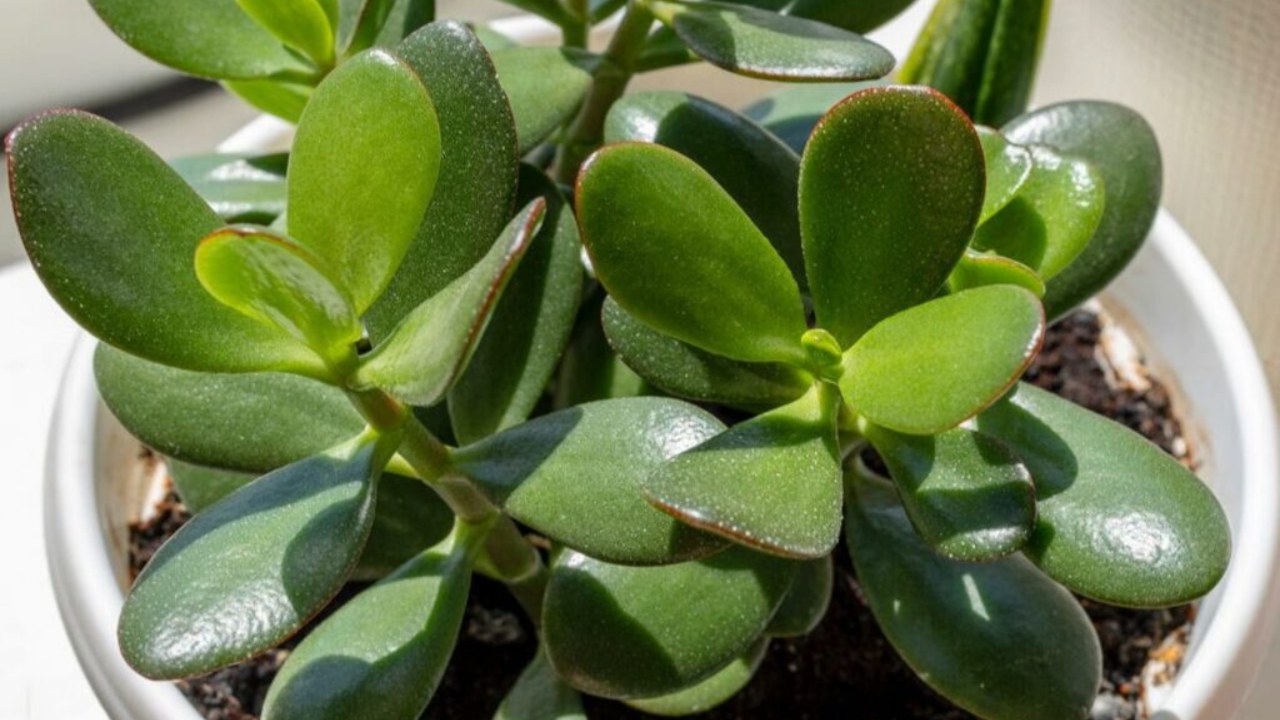 Crassula plant (money tree)