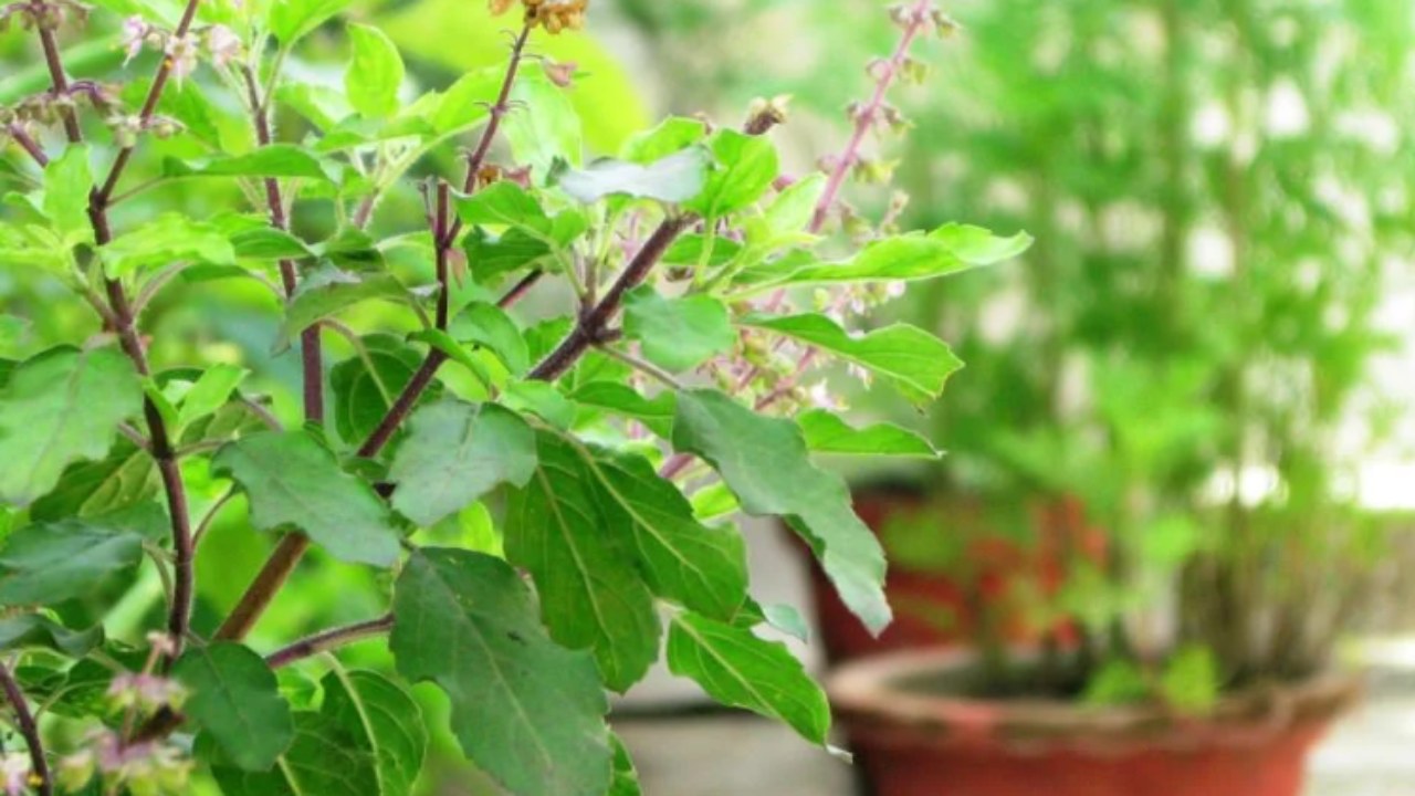 Tulsi plant
