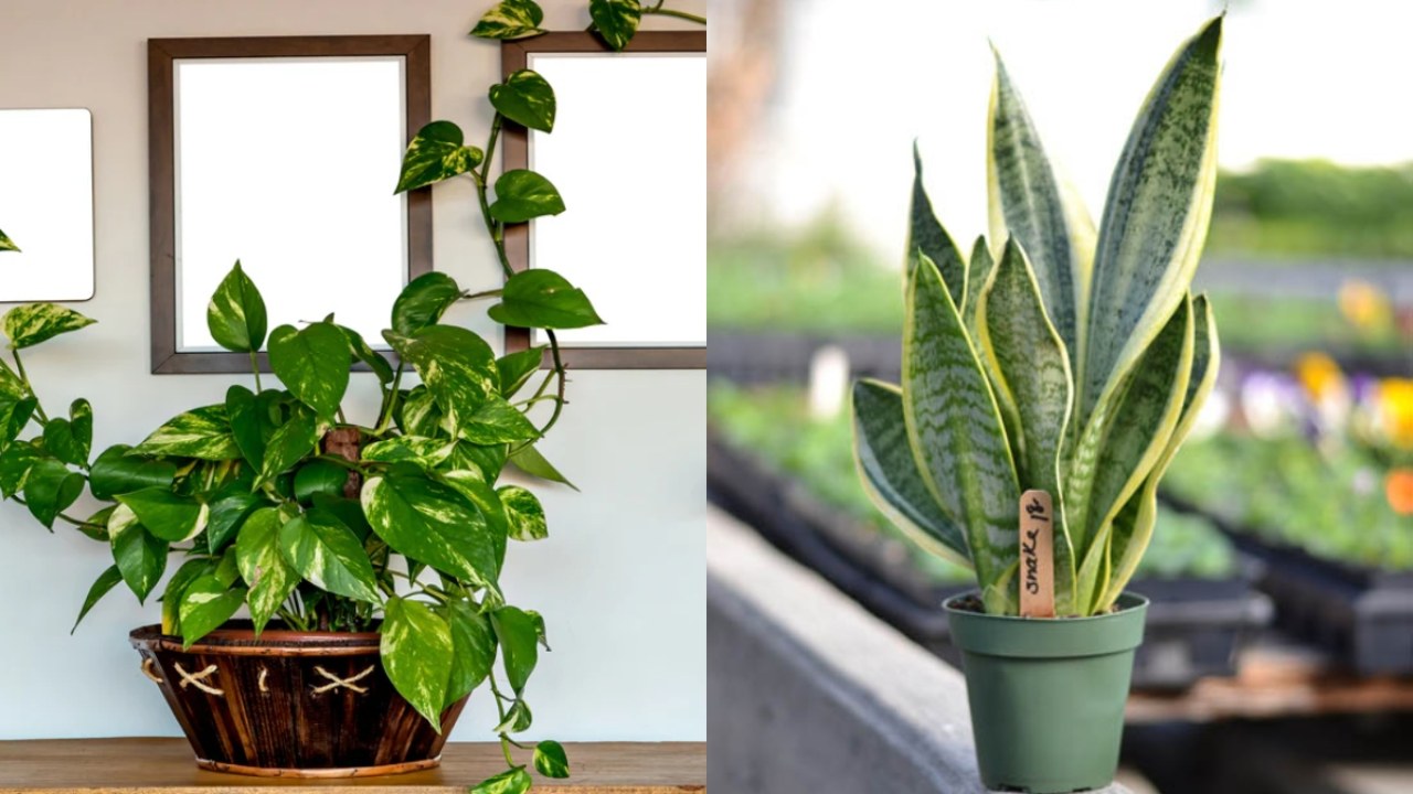 Vastu Plants for Wealth